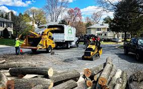 Trusted Verde Village, AZ Tree Care Experts