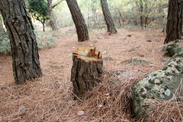 How Our Tree Care Process Works  in  Verde Village, AZ