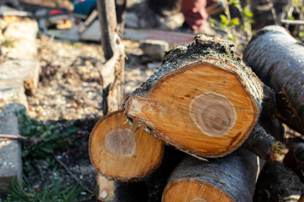Tree and Shrub Care in Verde Village, AZ